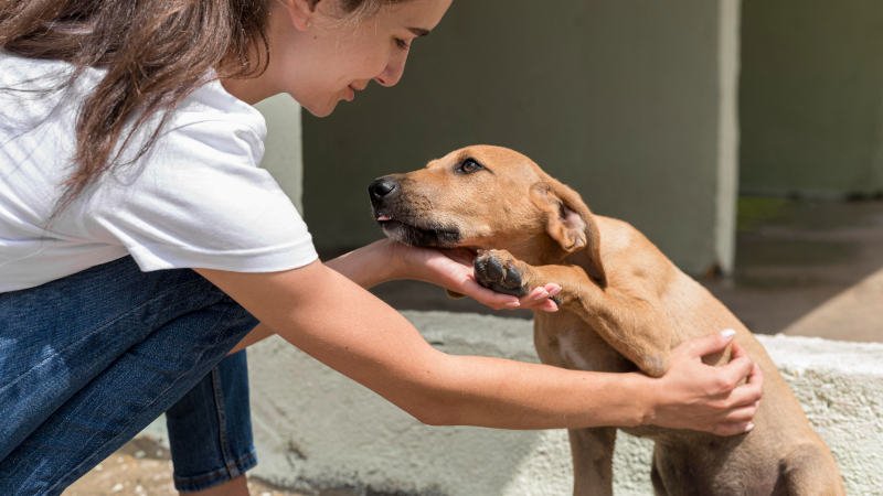 Hund,Katze,Schutzvertrag,Tierheim,Tierschutz